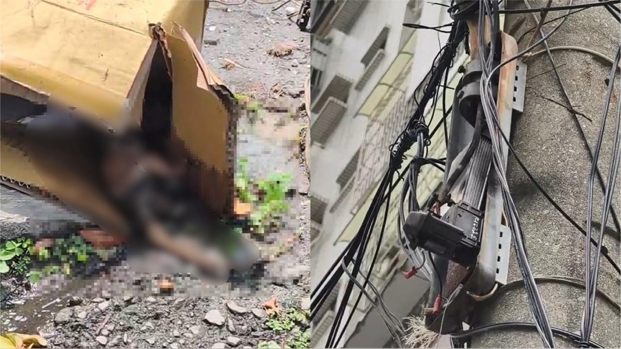 快新聞／高雄變電箱突爆炸釀火災　附近居民揪兇手「是牠」