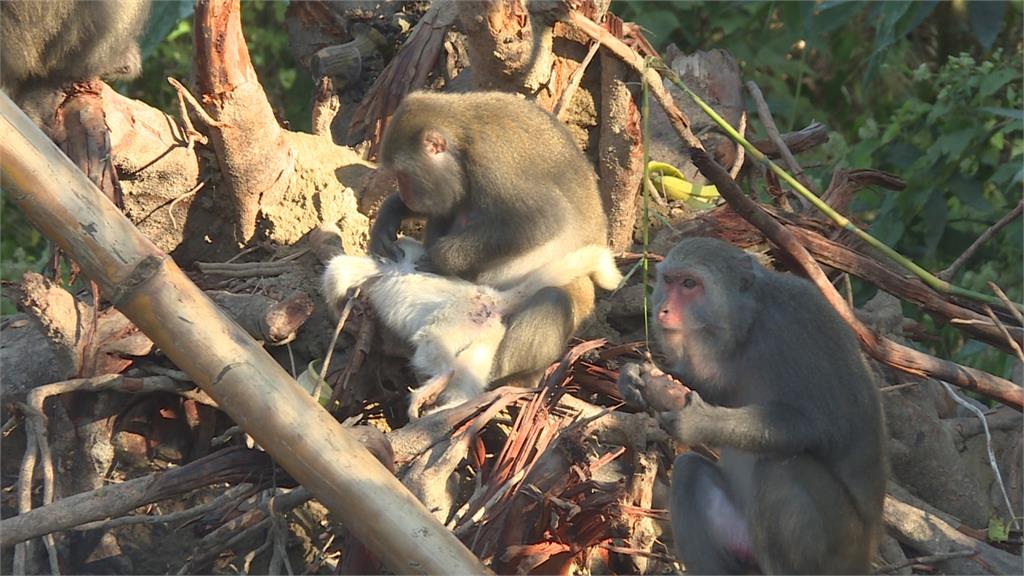 不是外面偷生的啦！變異「白毛小猴」撒嬌萌樣超可愛