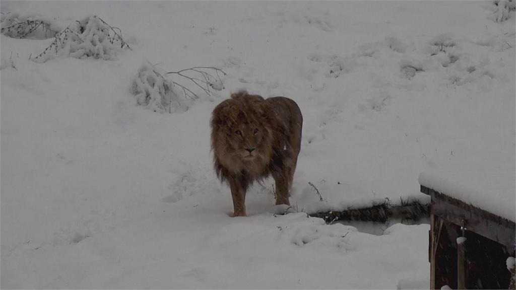 科索沃動物園變銀白世界　非洲大獅子超焦躁
