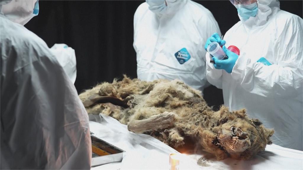 迄今解剖過最古老的狼！俄永凍土挖冰封遺骸　「器官超完好」竟有4萬年歷史