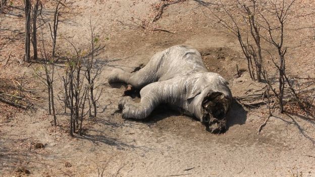 非洲史上最大規模盜獵事件 波札那近90頭大象慘死