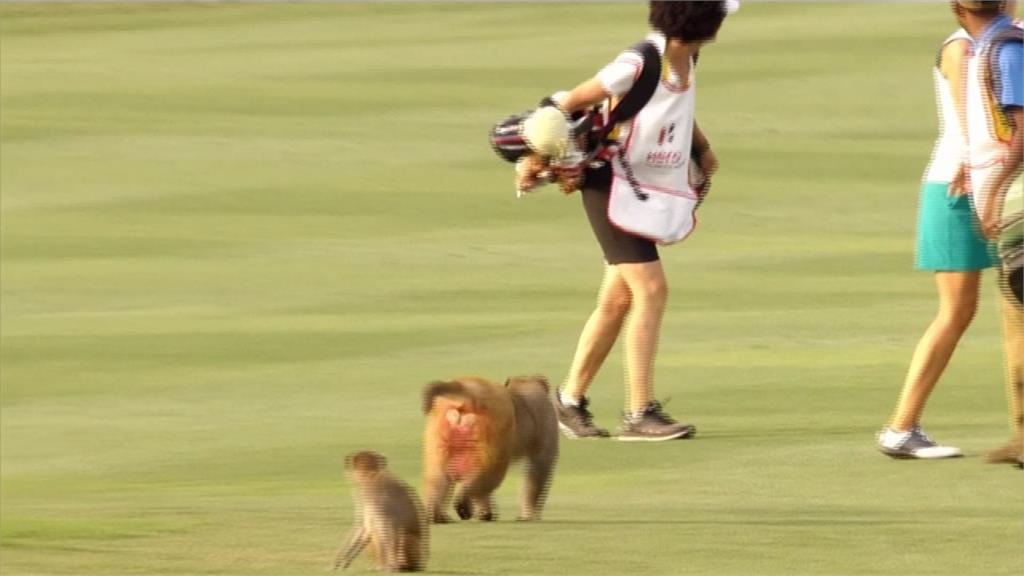印度高球公開賽意外插曲 猴子纏上瑞士選手