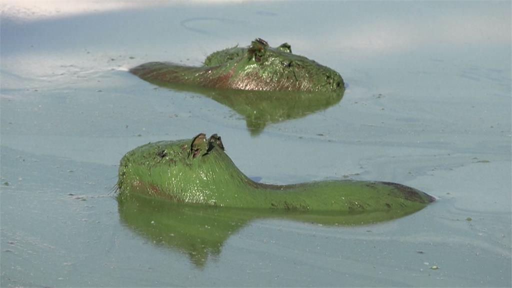 藍藻污染阿根廷東北部湖泊　水豚毛皮沾滿藻類成綠色