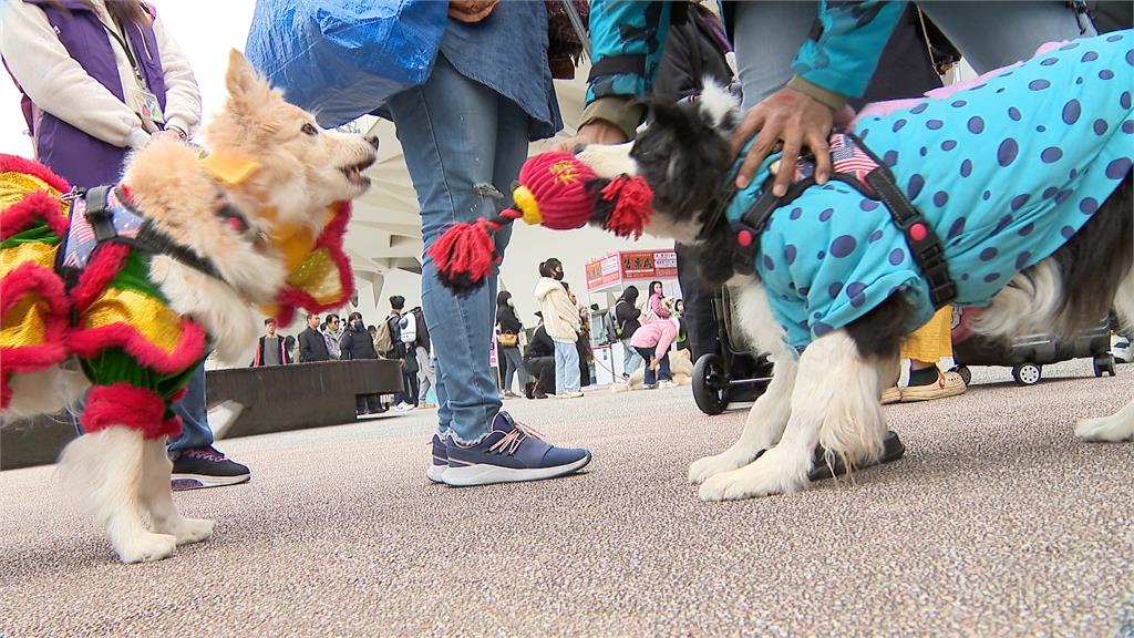 寵物業者舉辦年貨大街搶商機　寵物「佛跳牆、海陸禮盒」超澎派