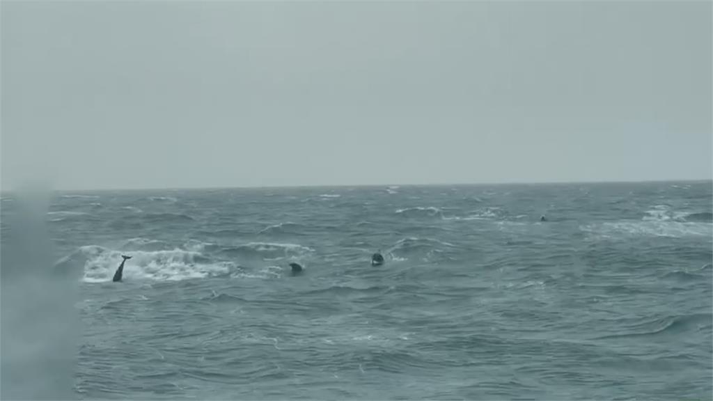 旋轉跳躍 海巡船艇海上巧遇海豚家族
