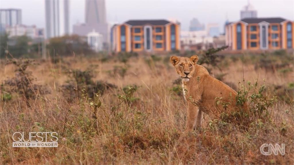 肯亞蓋房拓路壓縮動物棲息地 獅子未來恐絕跡
