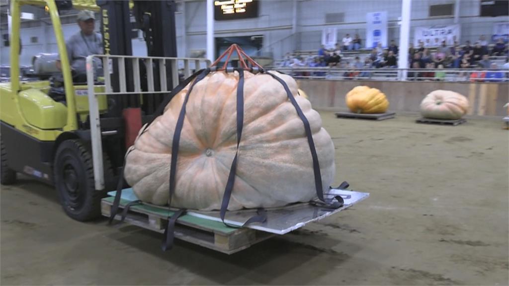 美國最猛南瓜王「1000kg↑」巨無霸嚇傻全場！震撼畫面曝光