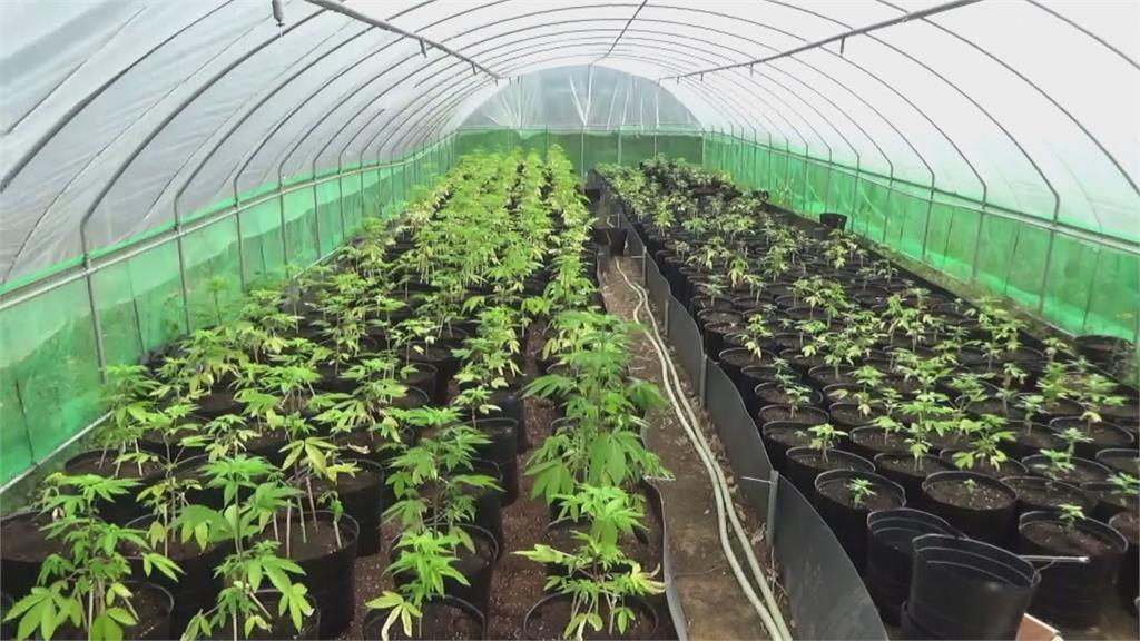 近500坪溫室農場竟種植1608株大麻　植株史上最大宗大麻案！疑宗師級大麻師傅指點