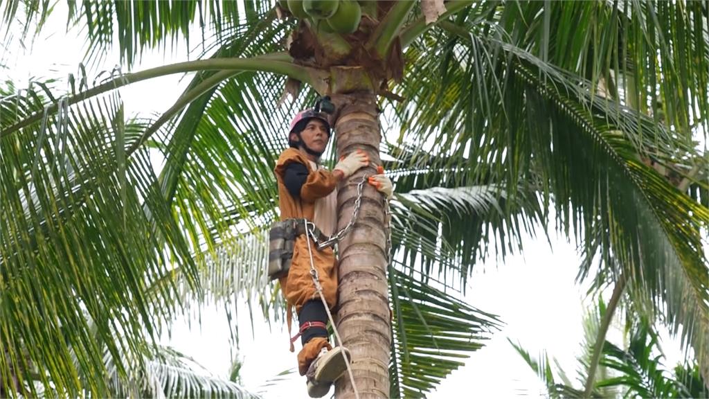 阿翔挑戰12公尺高採收椰子　踩空打滑瞬間嚇壞眾人