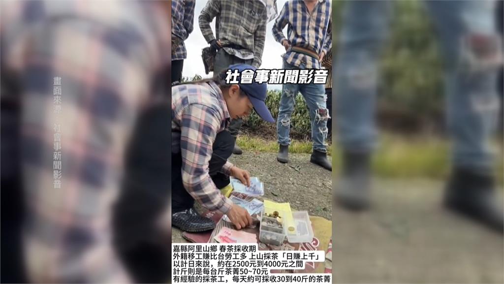 阿里山春茶採收期缺工　業主聘新住民、移工「現領數千元」