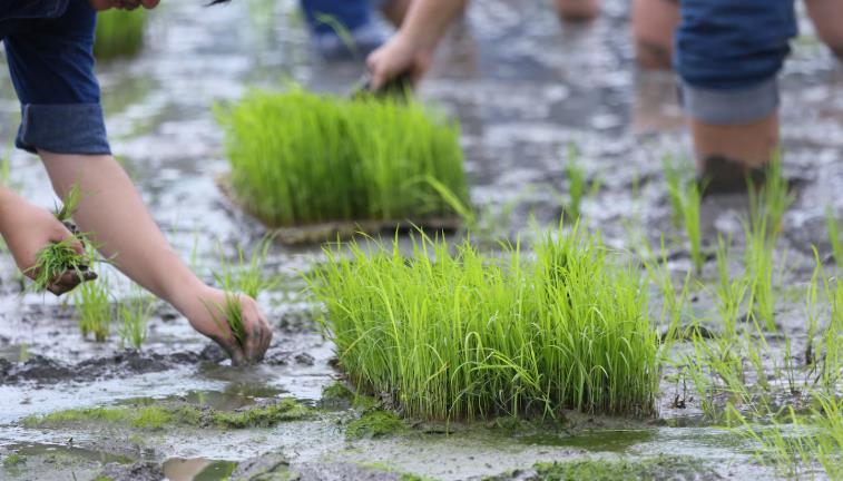 節氣巧遇媽祖生！命理師：掌握穀雨節氣能量　讓貴人財氣靠過來