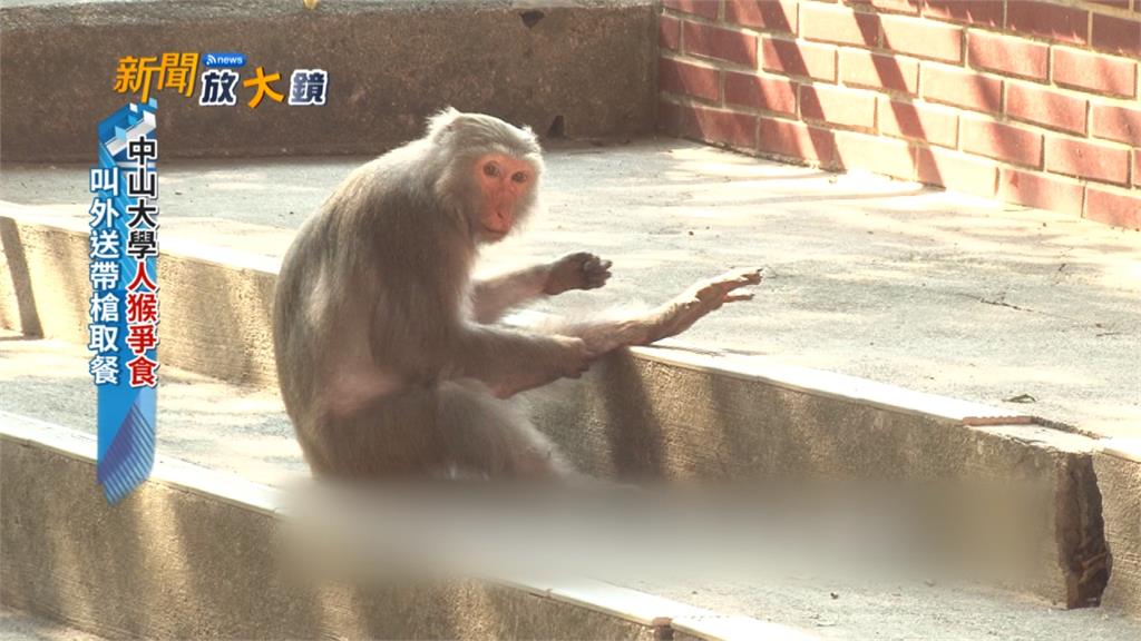 柴山獼猴攻擊搶食尋求人猴和平共處之道 民視新聞網