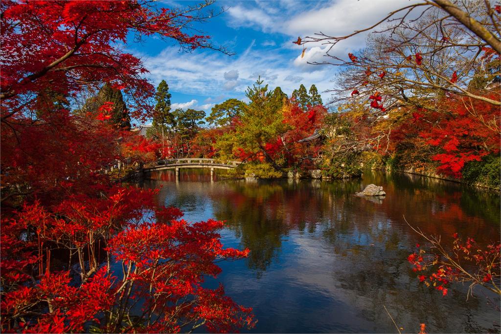 京都楓紅正美　知名清水寺、嵐山觀光客爆滿