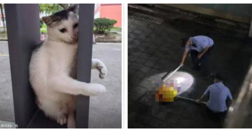 保安當眾猛砸打死校園團寵！學生跪地求情遭喝斥　全網怒了