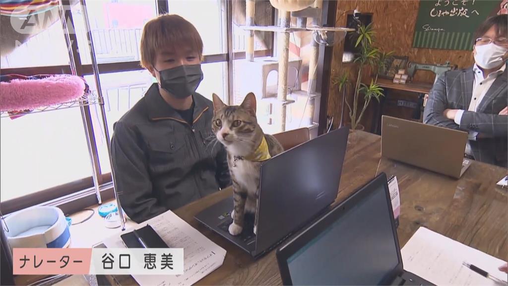 日本印刷廠設"療癒部" 喵星人員工提振士氣