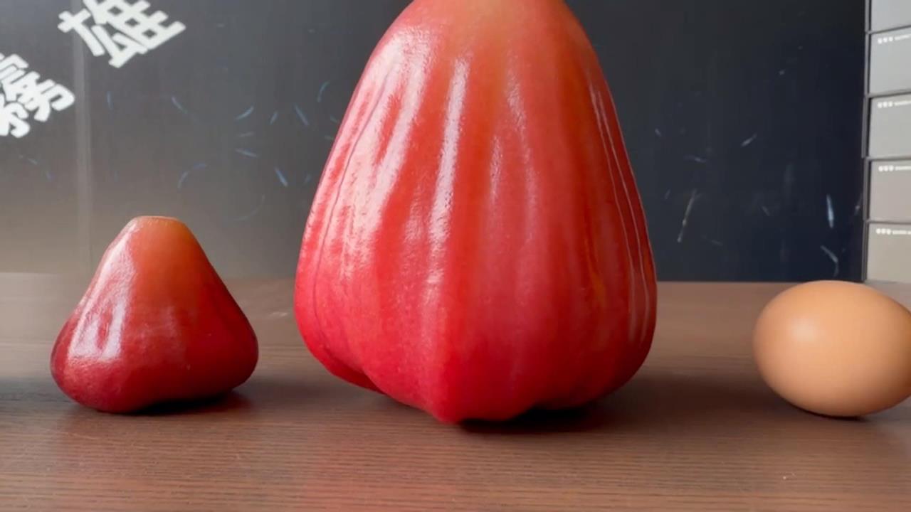 巨無霸蓮霧比正常大7倍 單顆重量超過1斤