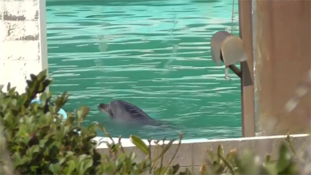 水族館歇業海豚、企鵝被「放生」 動保人士罵爆