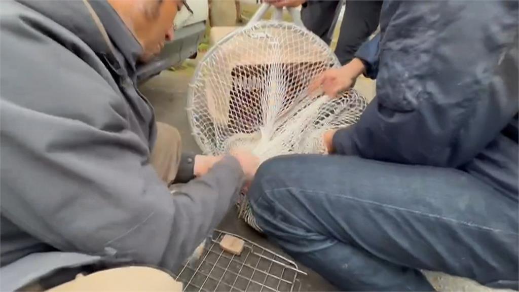 狒狒抓到了！麻醉槍擊中結束逃亡之旅　身上有傷...先送六福村安置