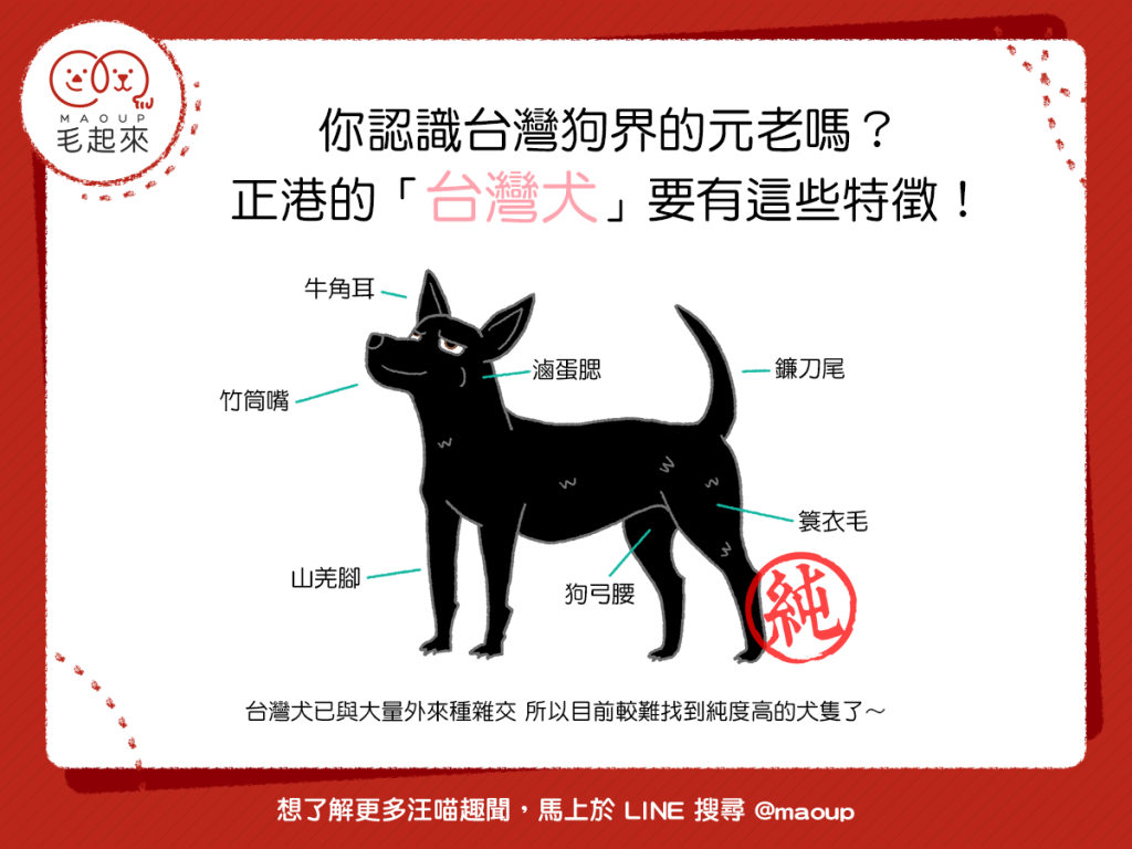 【狗狗小學堂】你認識台灣狗界的元老嗎？正港的「台灣犬」要有這些特徵！｜寵物愛很大