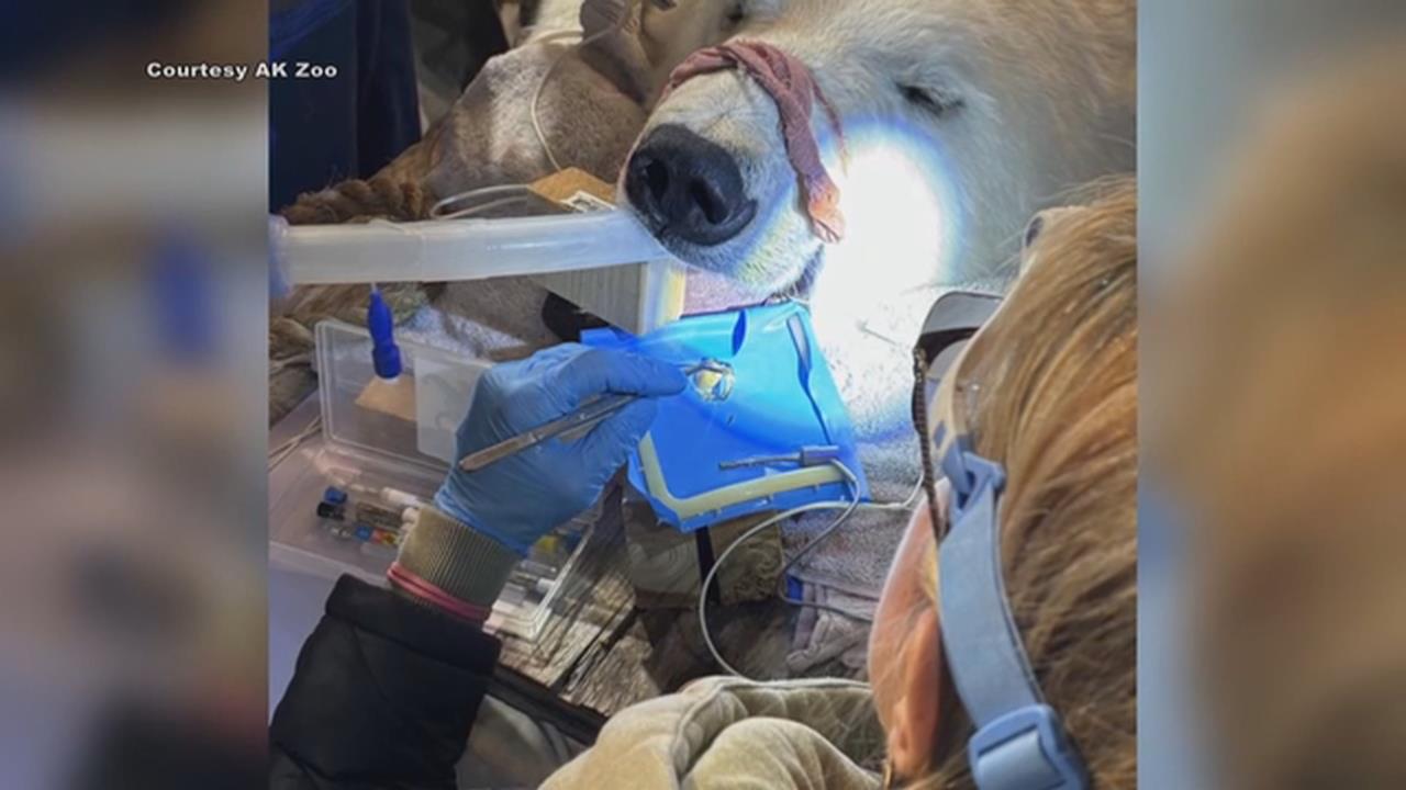 阿拉斯加北極熊看牙醫才知「牙齒斷」　動物園請專治人類牙醫做根管治療
