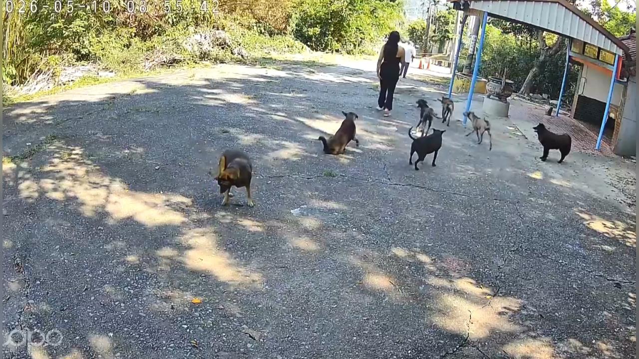 嘉義仁義潭.蘭潭"上千隻流浪犬盤據" 愛狗人士干擾捕捉