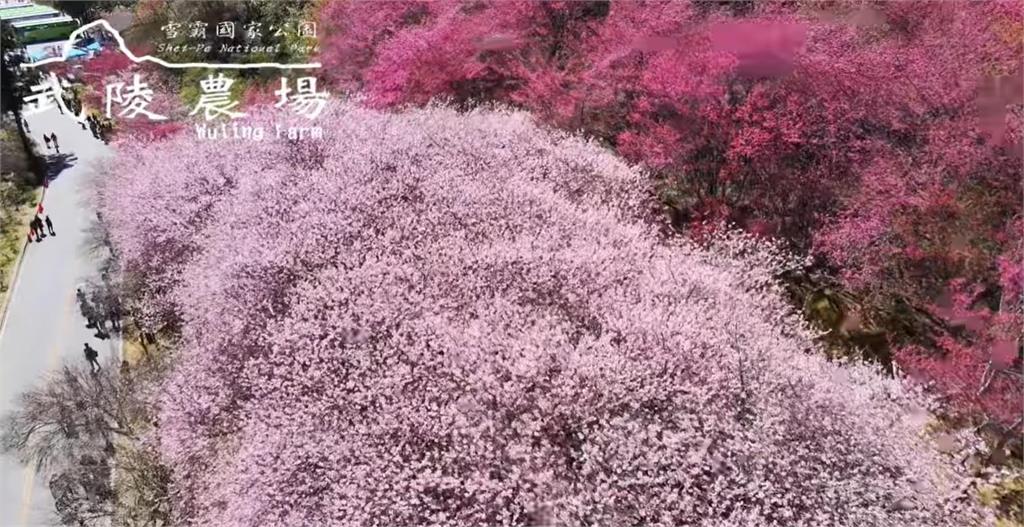 空拍影片太美！武陵農場2萬棵櫻花綻放　3km粉紅櫻花河超浪漫