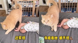 小奴才疑似拉屎　傲嬌貓咪「狂撥貓砂」：臭暈本喵啦！