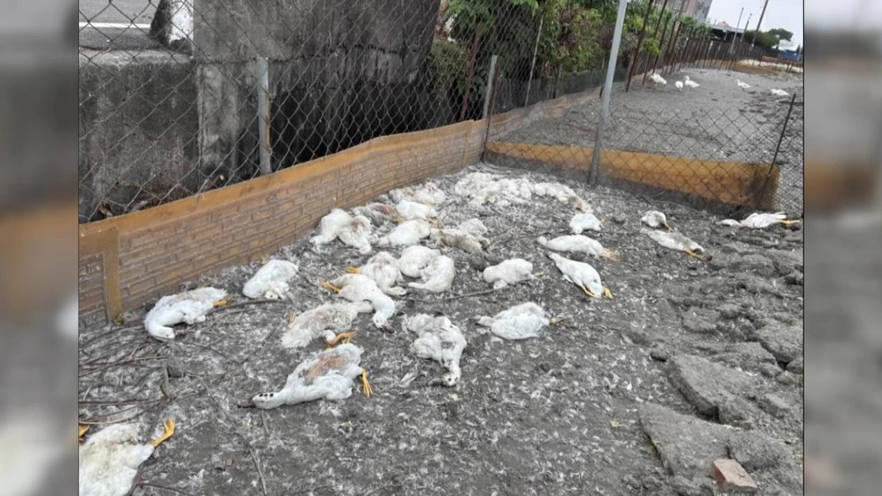 宛如鴨子版「梨泰院慘案」 鴨群被高空光束驚嚇踩踏致死