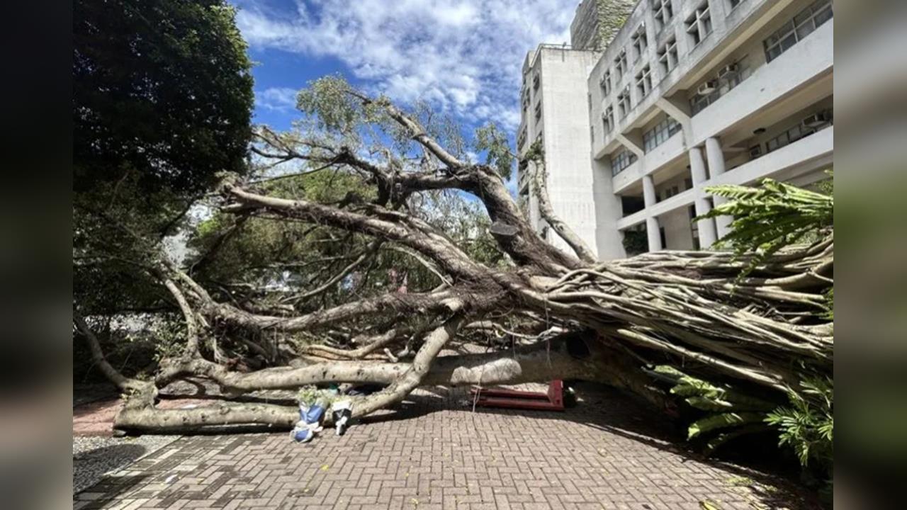 快新聞／逢甲碩士生遭榕樹壓死！檢方偵結不起訴　母怒嗆：副校長做偽證