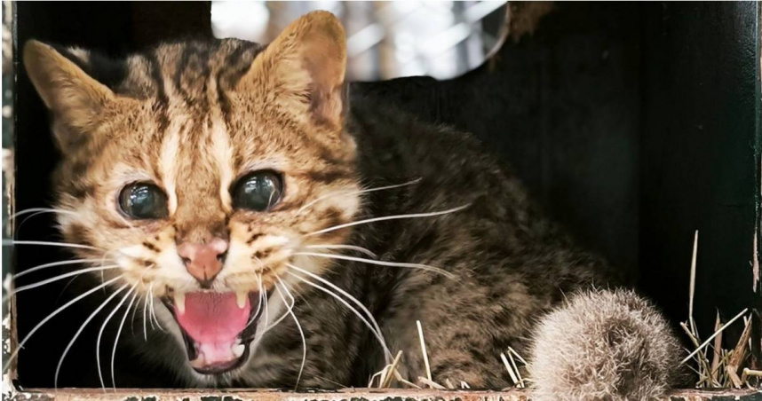 木柵動物園19歲高齡石虎「小母」辭世！粉絲湧入悼念