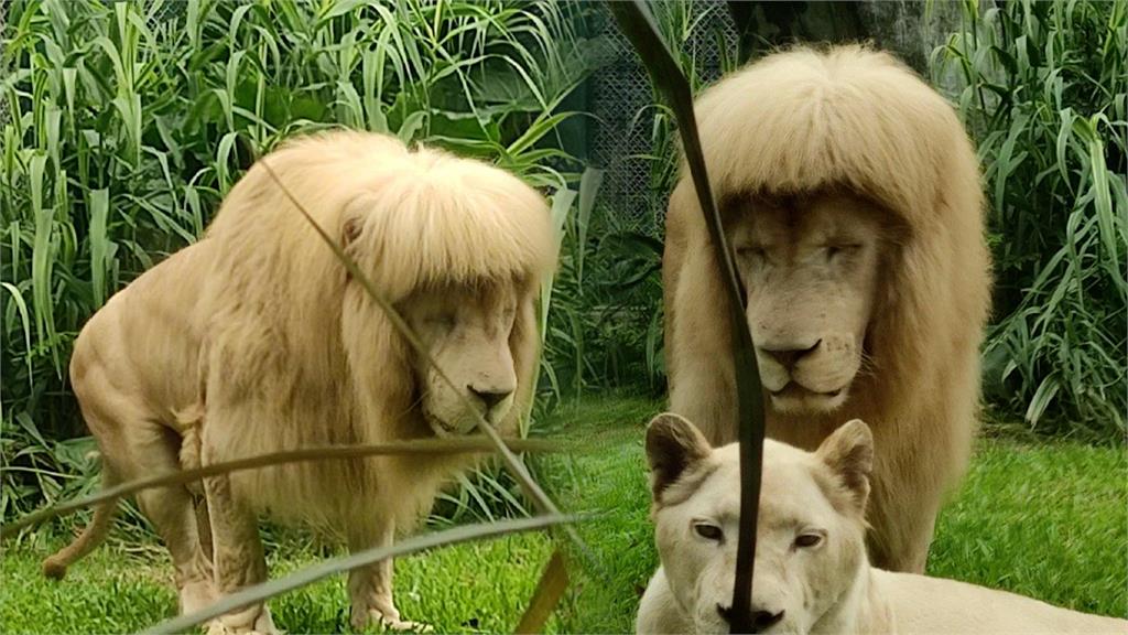 一頭齊瀏海！雄獅呆萌髮型爆紅　動物園：牠自己打理的！我們不敢剪