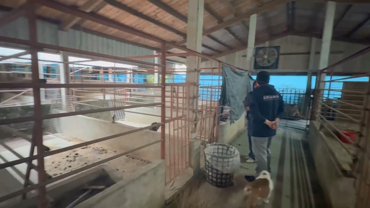 嘉義水上犬隻繁殖場遭爆黑心養殖 63隻品種犬全數沒入