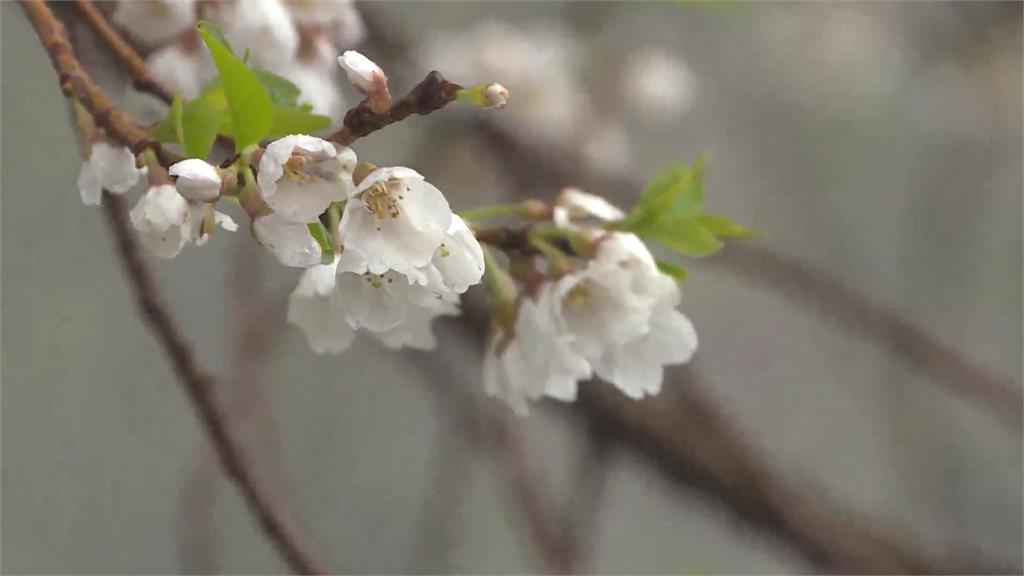 觀霧櫻王花期到　裊裊煙霧中賞花如世外桃源