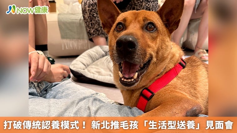 打破傳統認養模式! 新北推毛孩「生活型送養」見面會