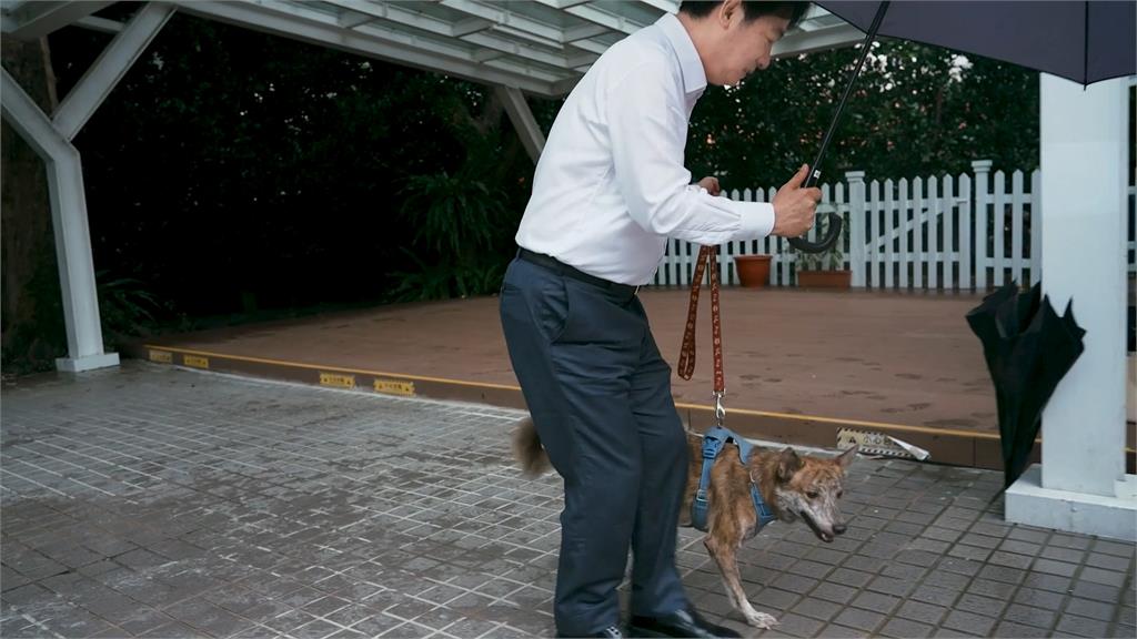 確認過眼神！賴總統認養截肢犬　「賴斑斑」正式入住總統官邸