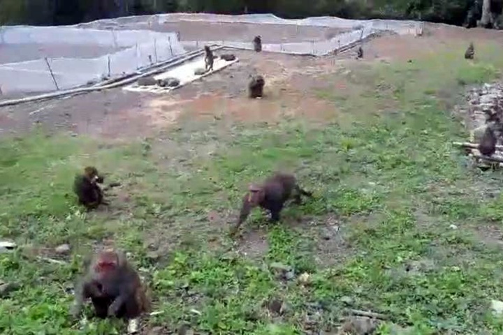 猴子狂吃農作 滿州要成立「抓猴大隊」