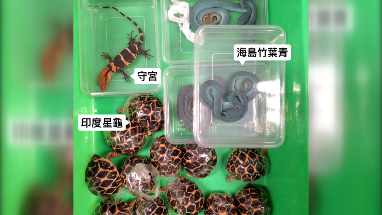 調查局聯手查緝可疑包裹　竟查獲「印度星龜」保育動物