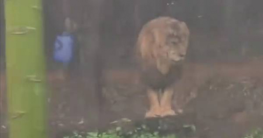 獅子也會憂鬱？雨中發呆像失戀　真相曝光