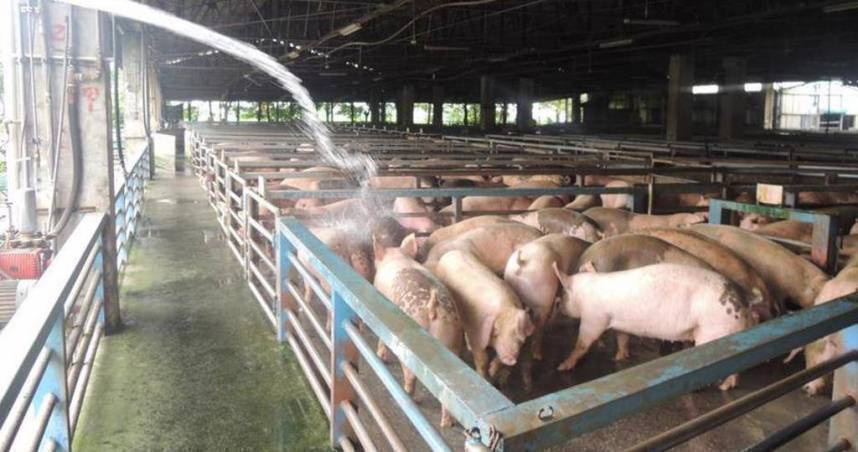 「吃到非洲豬瘟豬肉」會怎樣？　政府重申：人體無感染風險