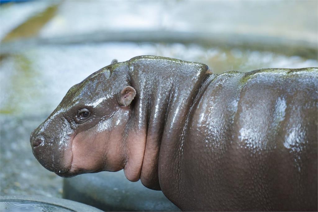 有洋蔥！癌末病童死前願望「想看彈跳豬」　泰動物園暖舉感動眾人