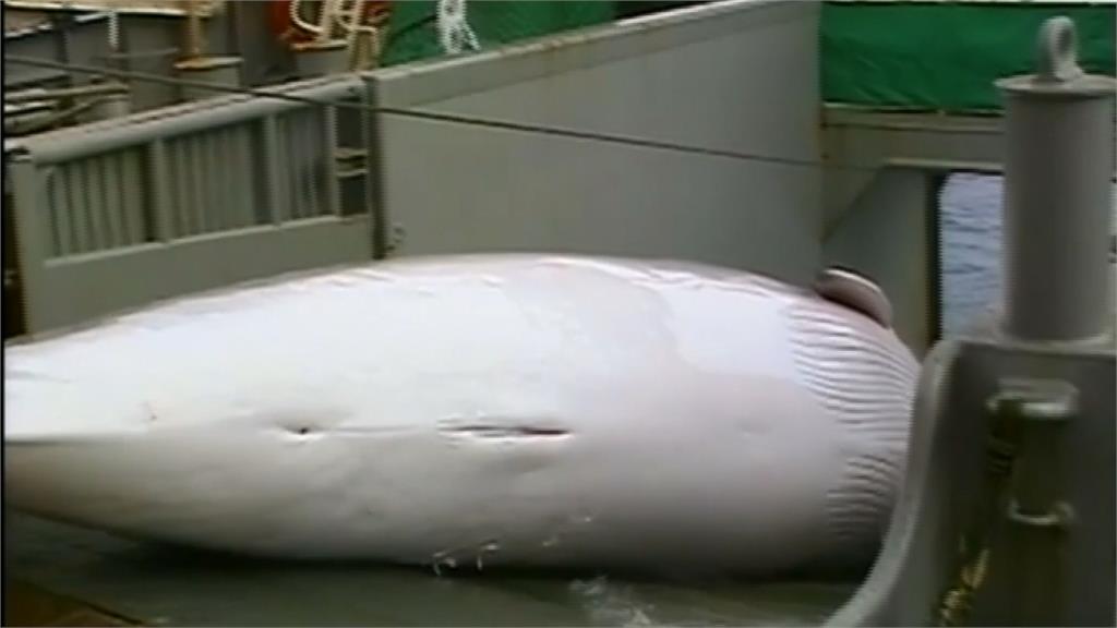 日本宣布明年7月起 恢復商業捕鯨
