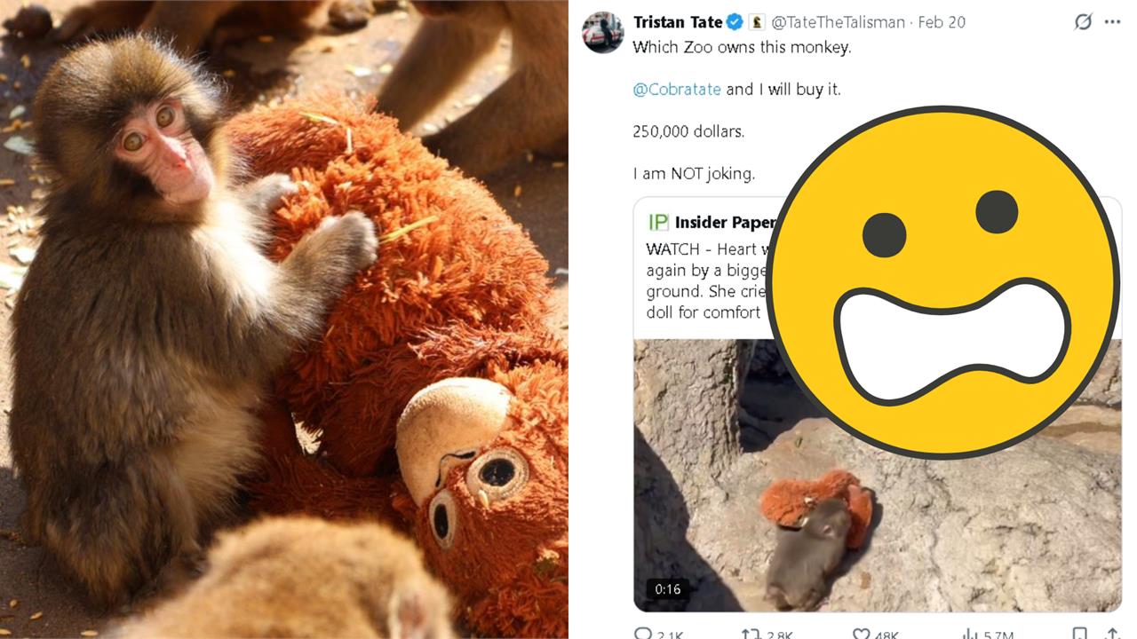 「玩偶小猴」Panchi暴紅癱瘓動物園!爭議網紅「砸700多萬收購」網怒嗆…