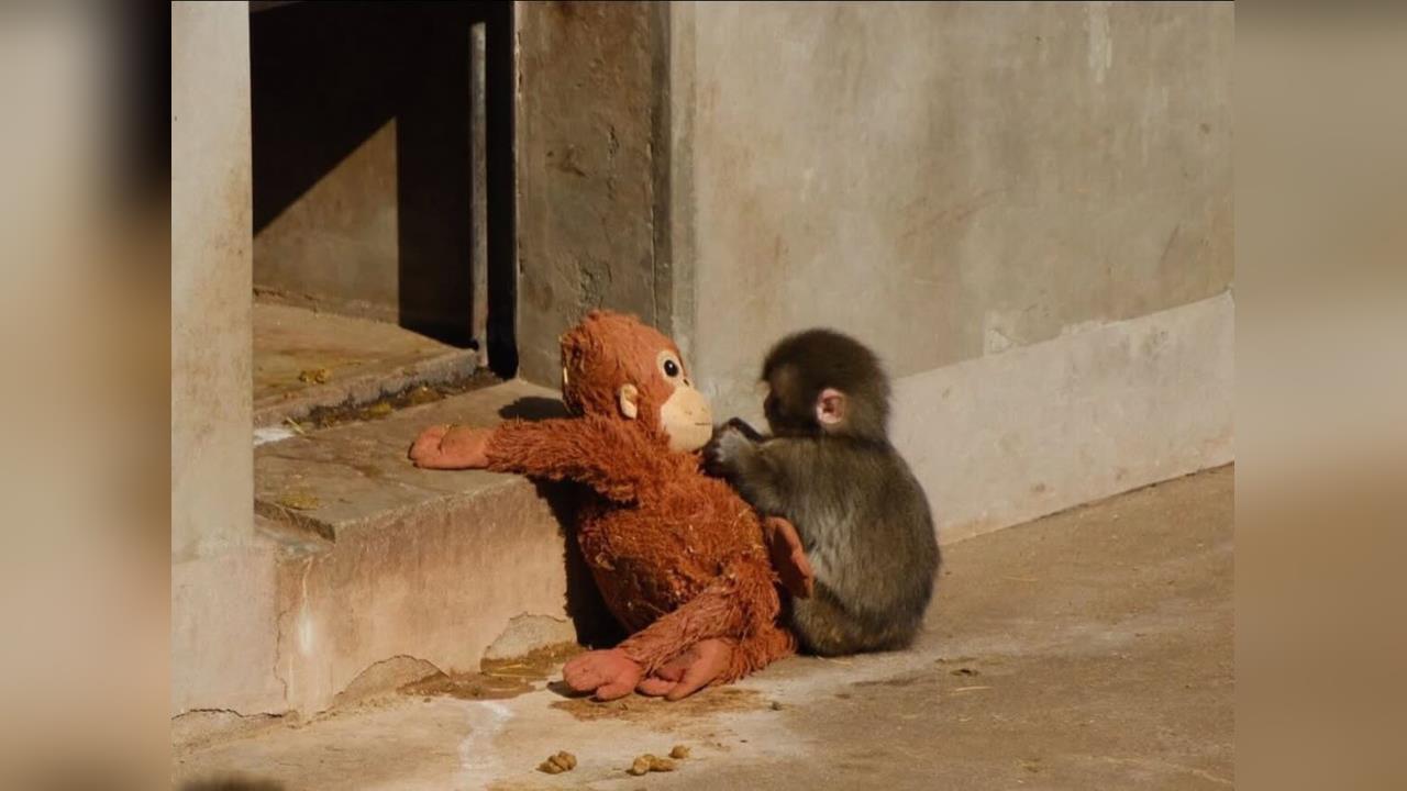 快新聞／孤獨小猴「Panchi」緊抱玩偶爆紅！動物園人潮翻倍　網友齊喊加油