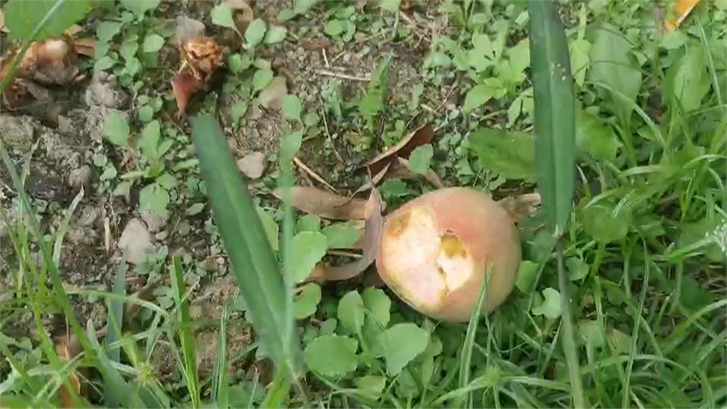 新品種「紅金桃」遭受猴害！　颱風同時逼近果農憂產量大減