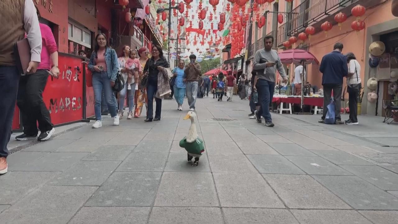 世足最萌存在！ 墨西哥小鴨爆紅 總統也愛牠