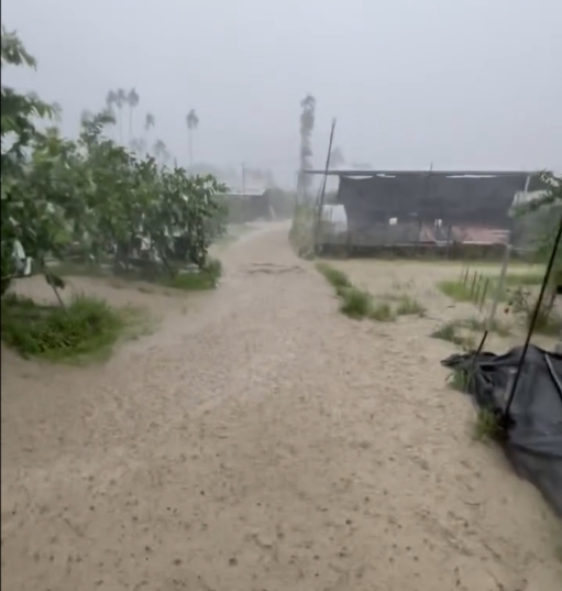 大雨不斷果農欲哭無淚！　六龜7天降1800毫米雨量芭樂園成游泳池