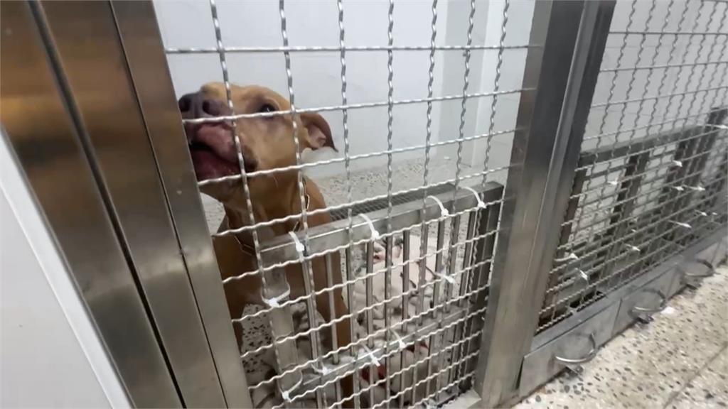 比特犬Lucky安置中新家沒了？　嘉義、屏東飼主有疑慮領養卻步