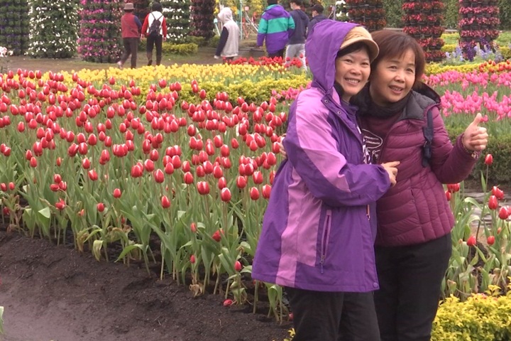 春節賞花去 中社花市鬱金香正盛開