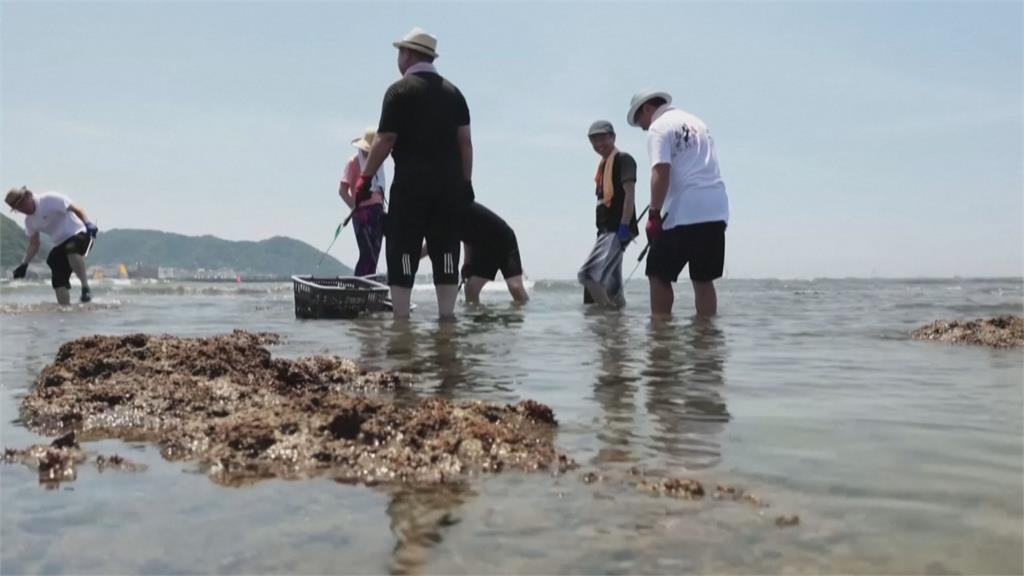 神奈川海邊海膽過多影響生態　研究員撿來繁殖再賣出