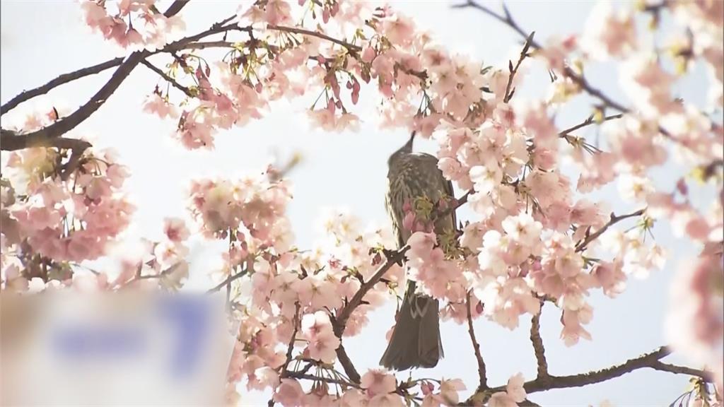 日本氣溫回暖如初夏　花粉症患者也變多